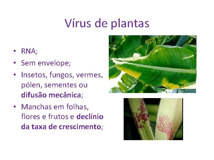 Vírus de plantas • RNA; • Sem envelope; • Insetos, fungos, vermes, pólen, sementes