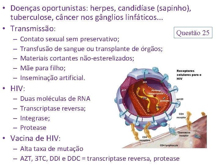  • Doenças oportunistas: herpes, candidíase (sapinho), tuberculose, câncer nos gânglios linfáticos. . .