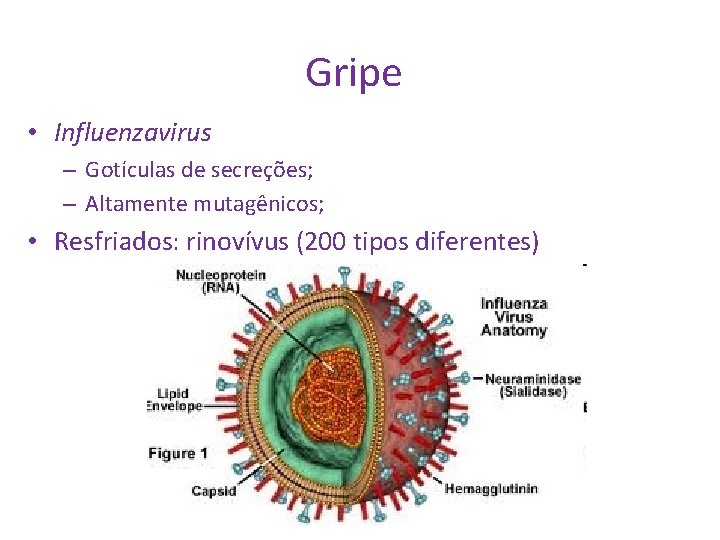 Gripe • Influenzavirus – Gotículas de secreções; – Altamente mutagênicos; • Resfriados: rinovívus (200