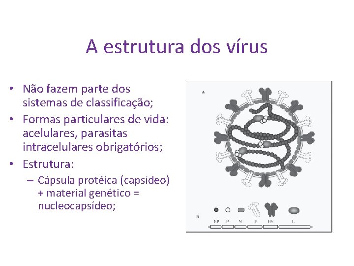 A estrutura dos vírus • Não fazem parte dos sistemas de classificação; • Formas