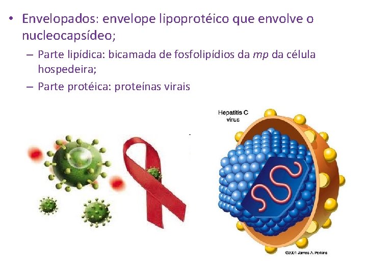  • Envelopados: envelope lipoprotéico que envolve o nucleocapsídeo; – Parte lipídica: bicamada de