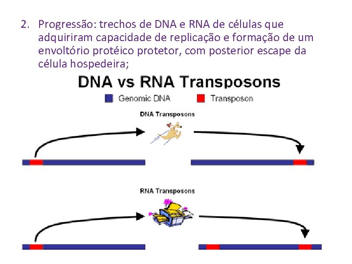 2. Progressão: trechos de DNA e RNA de células que adquiriram capacidade de replicação