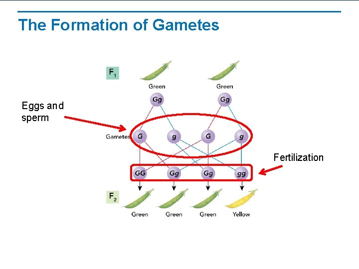 The Formation of Gametes Eggs and sperm Fertilization 
