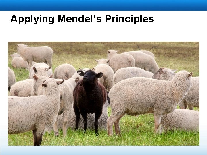 Applying Mendel’s Principles 