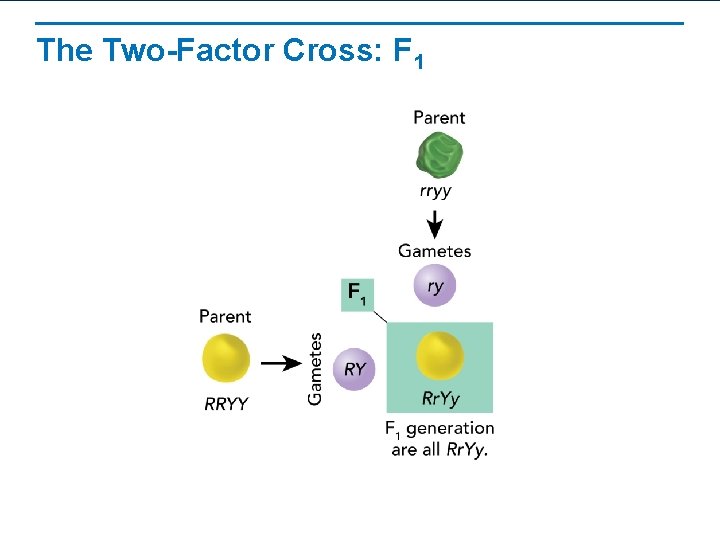 The Two-Factor Cross: F 1 