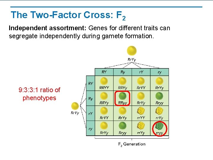 The Two-Factor Cross: F 2 Independent assortment: Genes for different traits can segregate independently