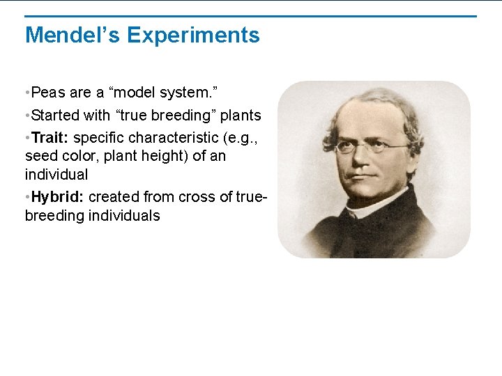 Mendel’s Experiments • Peas are a “model system. ” • Started with “true breeding”
