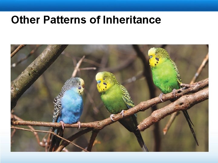 Other Patterns of Inheritance 