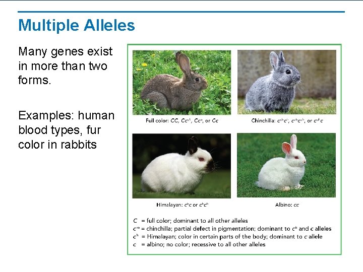 Multiple Alleles Many genes exist in more than two forms. Examples: human blood types,