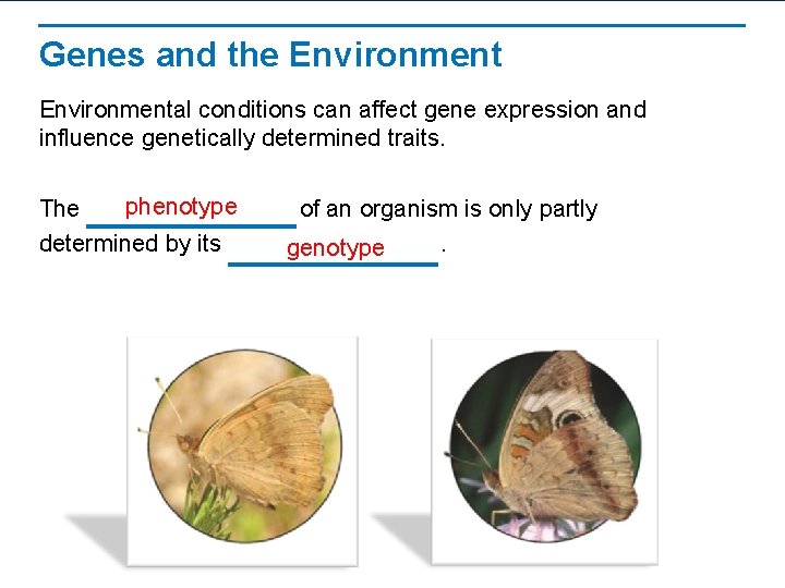 Genes and the Environmental conditions can affect gene expression and influence genetically determined traits.