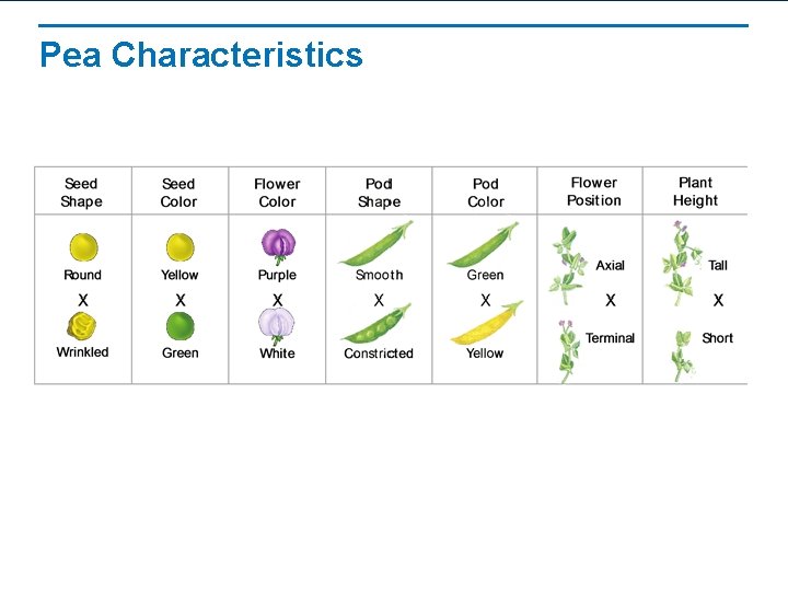 Pea Characteristics 