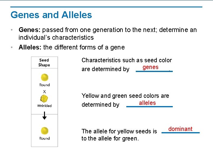 Genes and Alleles • Genes: passed from one generation to the next; determine an