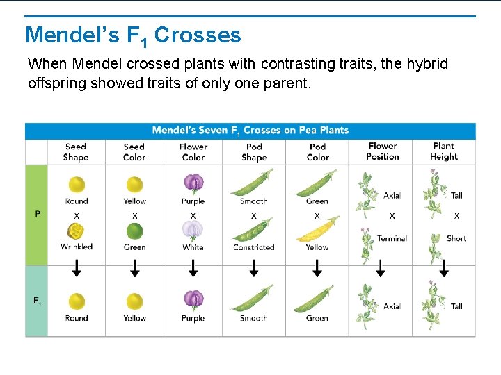 Mendel’s F 1 Crosses When Mendel crossed plants with contrasting traits, the hybrid offspring