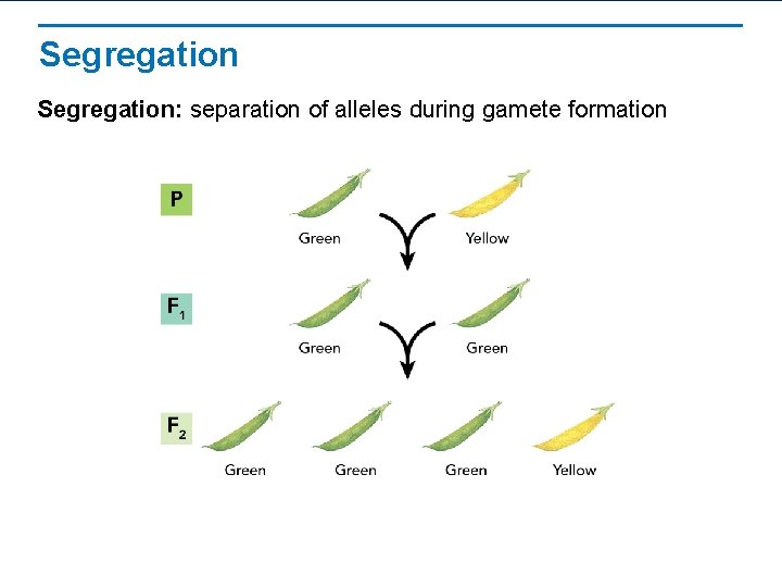 Segregation: separation of alleles during gamete formation 