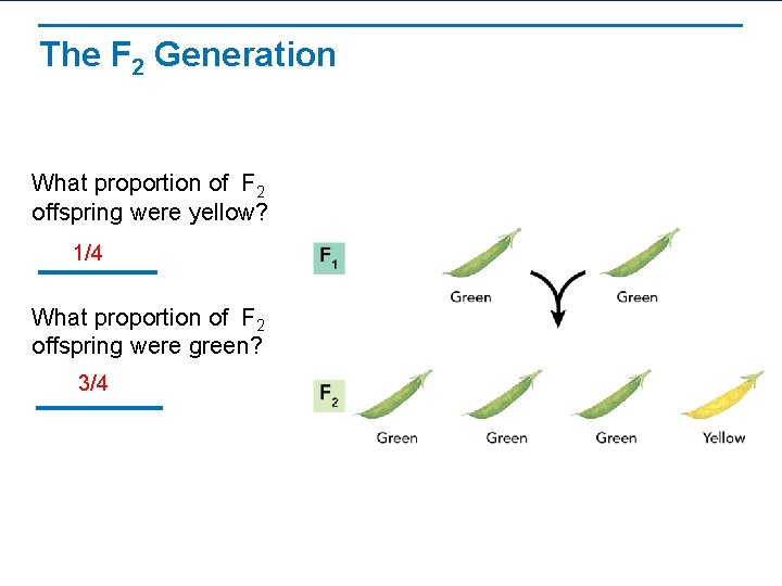 The F 2 Generation What proportion of F 2 offspring were yellow? 1/4 What