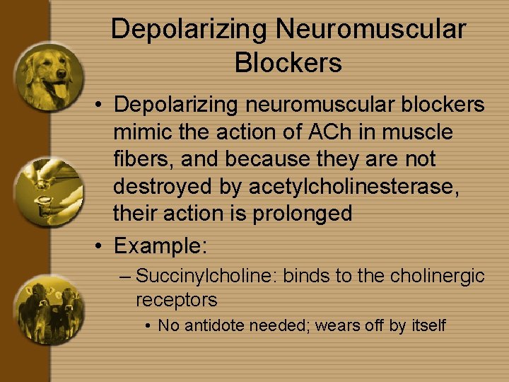 Depolarizing Neuromuscular Blockers • Depolarizing neuromuscular blockers mimic the action of ACh in muscle