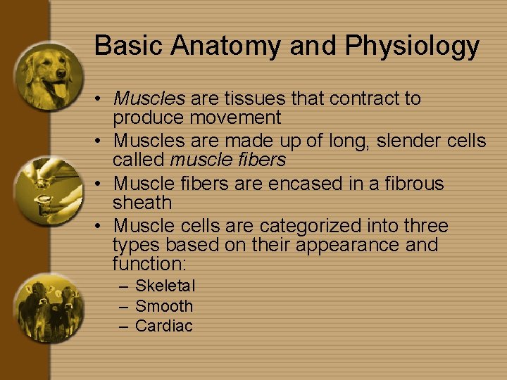 Basic Anatomy and Physiology • Muscles are tissues that contract to produce movement •