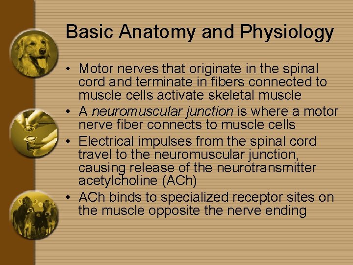 Basic Anatomy and Physiology • Motor nerves that originate in the spinal cord and