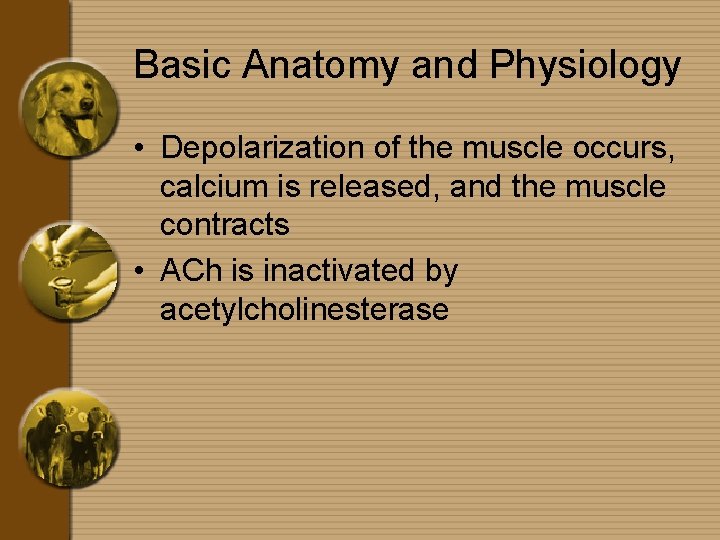 Basic Anatomy and Physiology • Depolarization of the muscle occurs, calcium is released, and