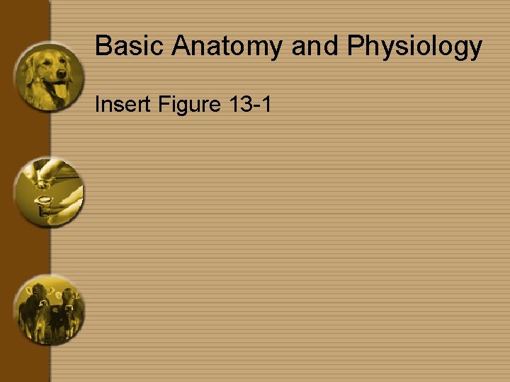 Basic Anatomy and Physiology Insert Figure 13 -1 