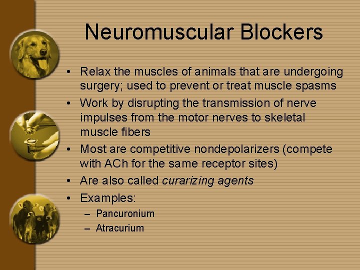 Neuromuscular Blockers • Relax the muscles of animals that are undergoing surgery; used to
