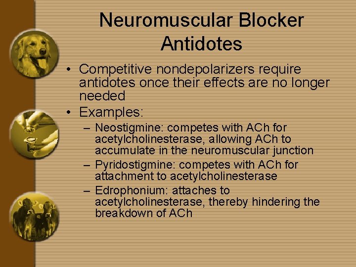 Neuromuscular Blocker Antidotes • Competitive nondepolarizers require antidotes once their effects are no longer