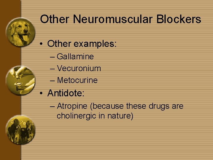 Other Neuromuscular Blockers • Other examples: – Gallamine – Vecuronium – Metocurine • Antidote: