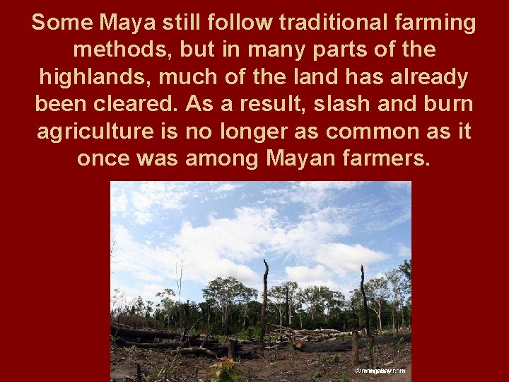Some Maya still follow traditional farming methods, but in many parts of the highlands,