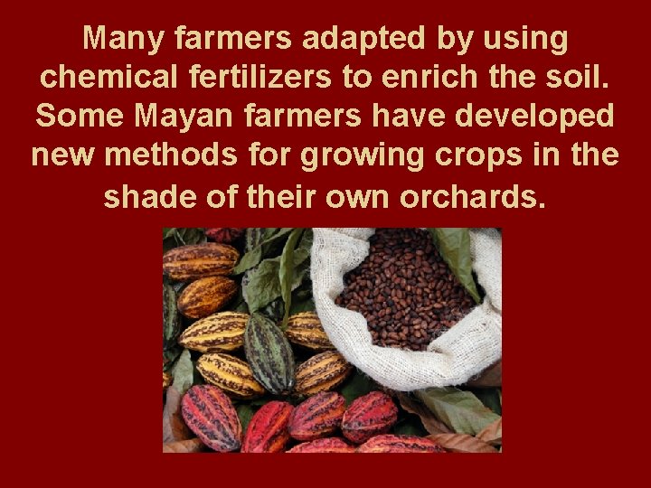 Many farmers adapted by using chemical fertilizers to enrich the soil. Some Mayan farmers