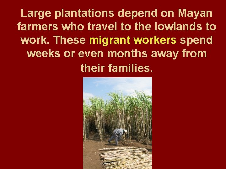 Large plantations depend on Mayan farmers who travel to the lowlands to work. These