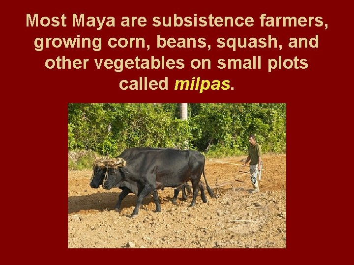 Most Maya are subsistence farmers, growing corn, beans, squash, and other vegetables on small