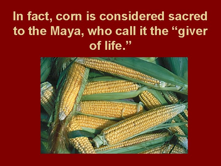 In fact, corn is considered sacred to the Maya, who call it the “giver