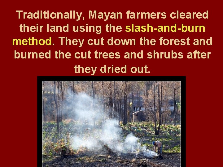 Traditionally, Mayan farmers cleared their land using the slash-and-burn method. They cut down the