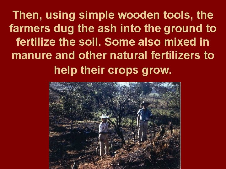 Then, using simple wooden tools, the farmers dug the ash into the ground to