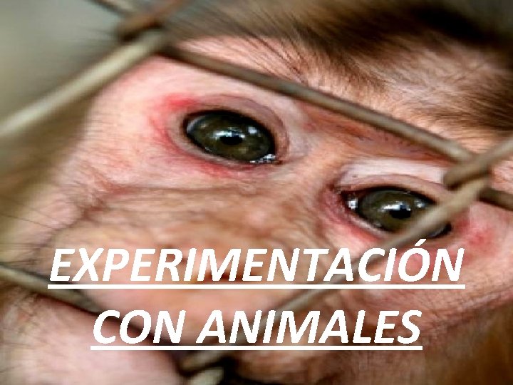 EXPERIMENTACIÓN CON ANIMALES 
