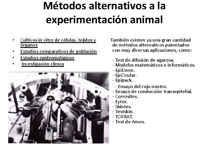 Métodos alternativos a la experimentación animal • • Cultivos in vitro de células, tejidos