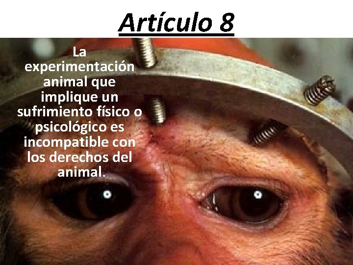 Artículo 8 La experimentación animal que implique un sufrimiento físico o psicológico es incompatible