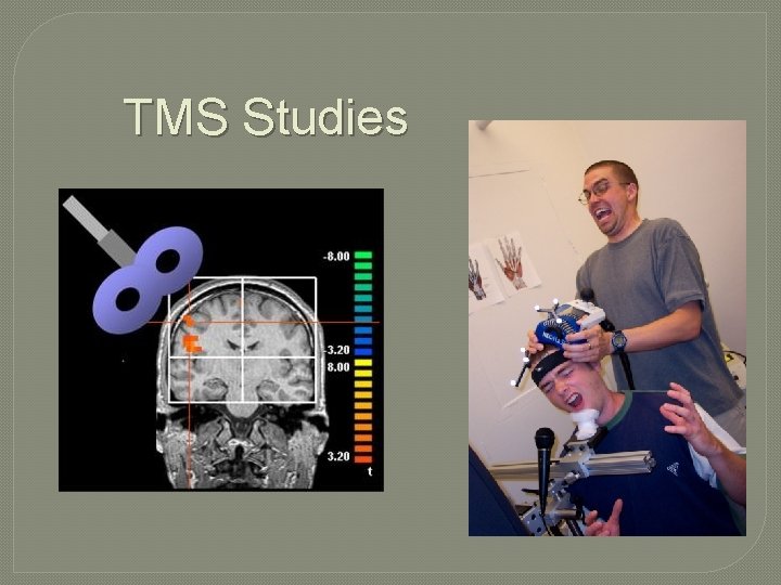 TMS Studies 