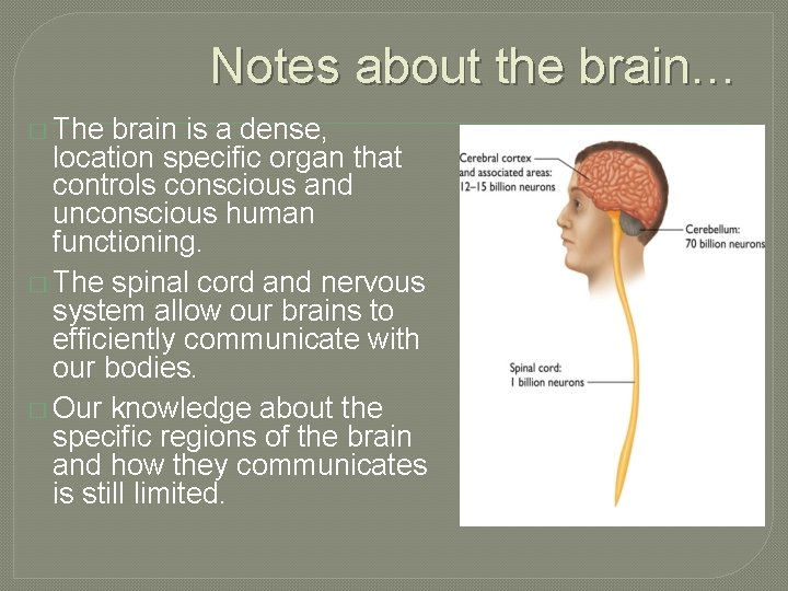 Notes about the brain… � The brain is a dense, location specific organ that