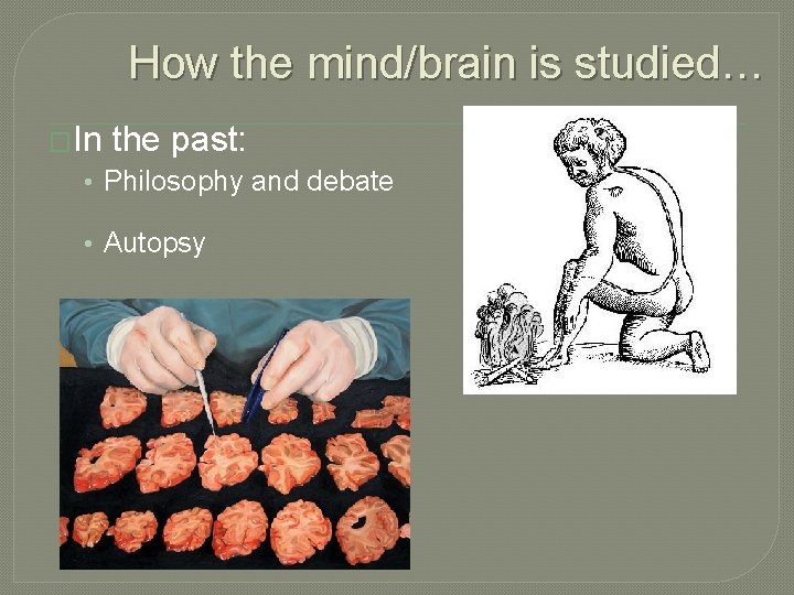 How the mind/brain is studied… �In the past: • Philosophy and debate • Autopsy