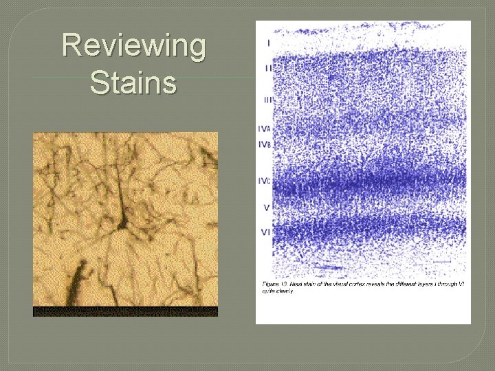 Reviewing Stains 