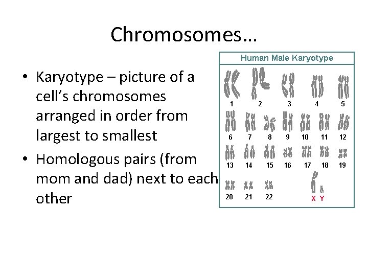 Chromosomes… • Karyotype – picture of a cell’s chromosomes arranged in order from largest