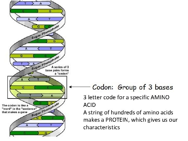 3 letter code for a specific AMINO ACID A string of hundreds of amino