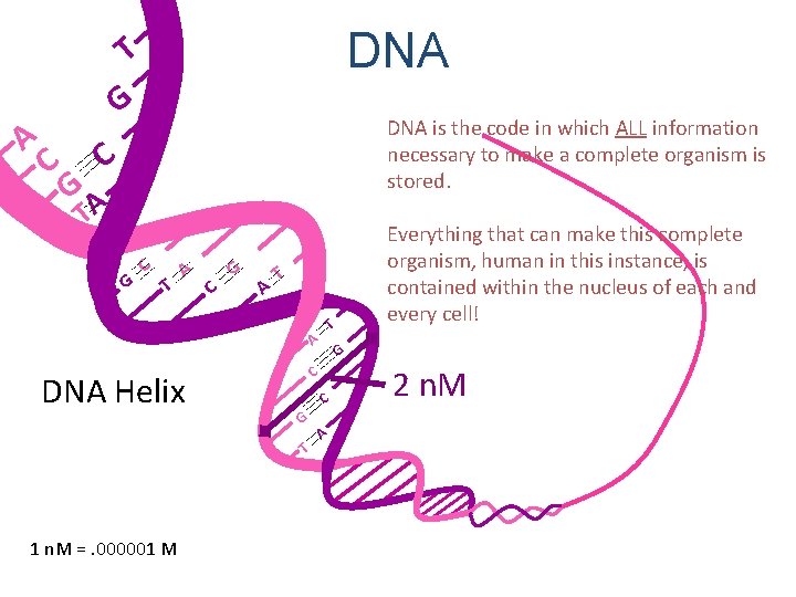 A DNA T G C DNA is the code in which ALL information necessary