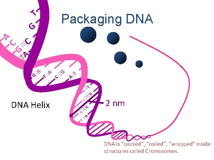 A T G C Packaging DNA C GA T G C T A C