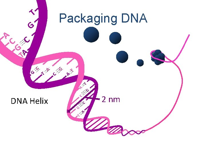 A T G C Packaging DNA C GA T G C T A C