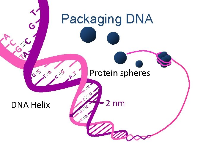 A T G C Packaging DNA C GA T G C T A C