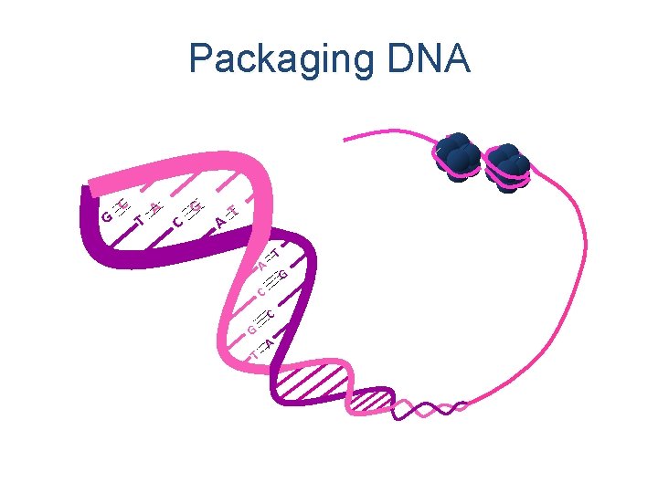 Packaging DNA G C T A C G A T T A G C