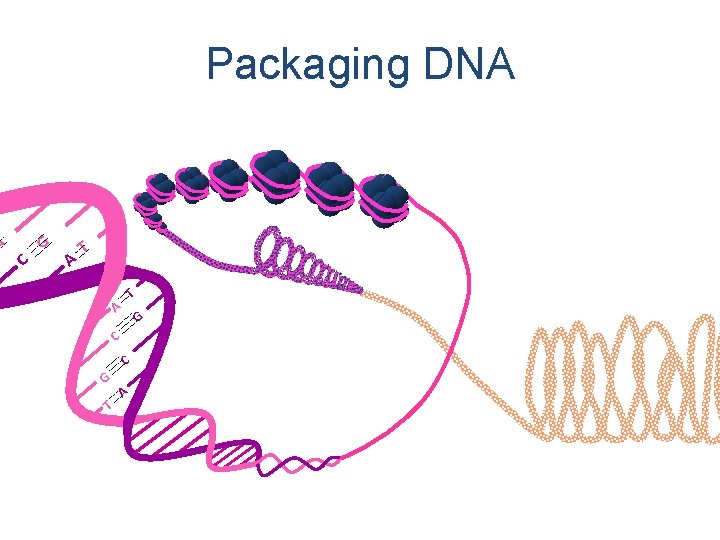 A Packaging DNA C G A T T A G C C G T