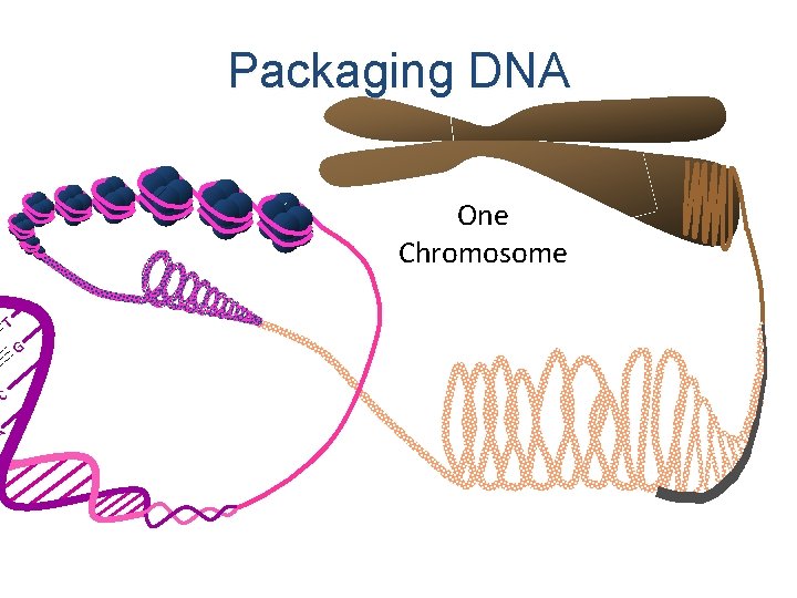 Packaging DNA One Chromosome T G C A 